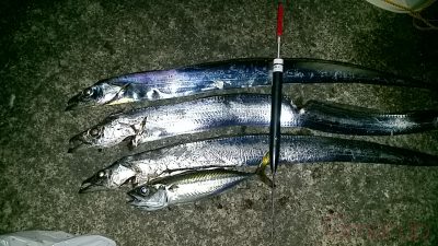 タチウオ