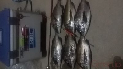 チヌ