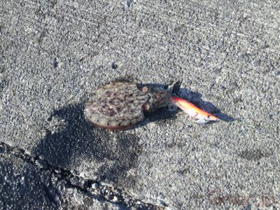 コウイカ