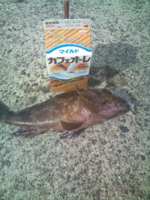 ホゴ