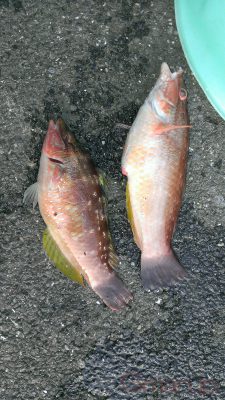 ホシササノハベラ