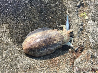 コウイカ