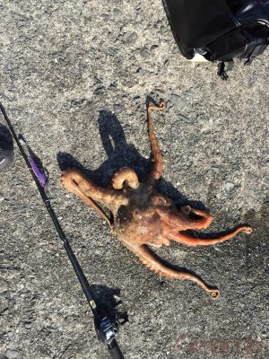 タコ