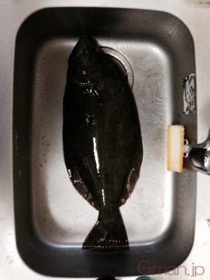 ヒラメ
