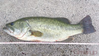 オオクチバス46cm