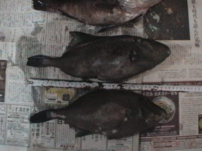 うまずらカワハギ