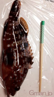キジハタ
