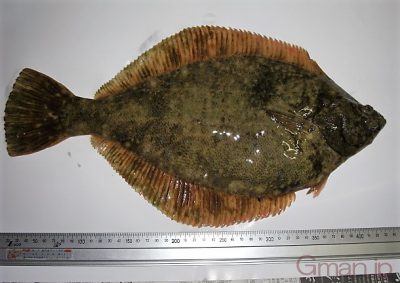 マガレイ