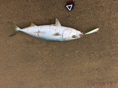 ハマチ