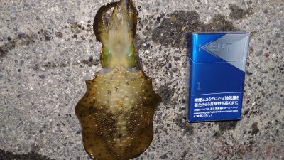 アオリイカ